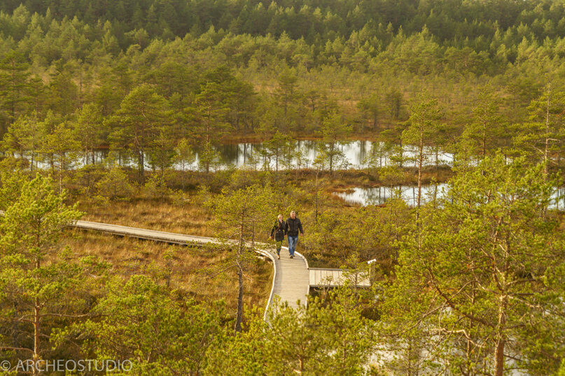 Тропа на болоте Виру