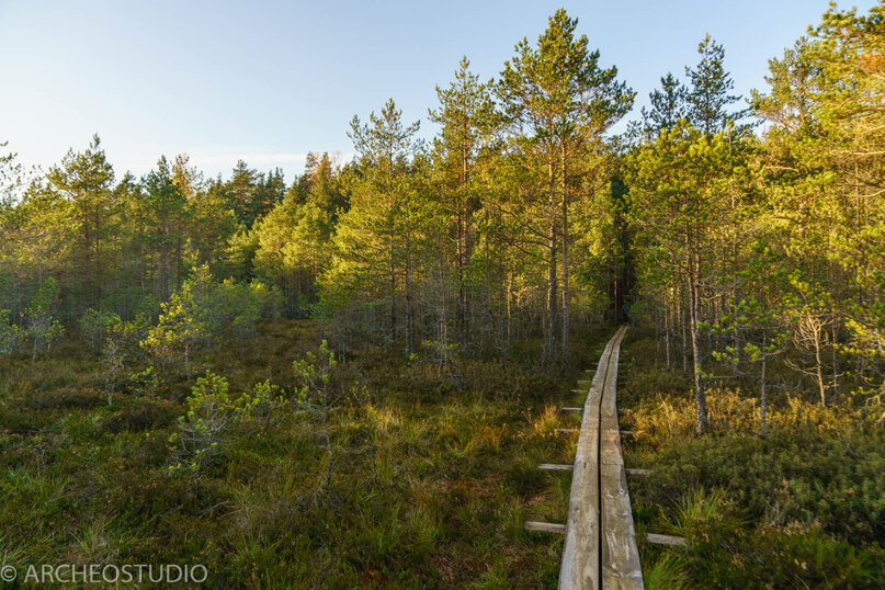 Тропа на болоте