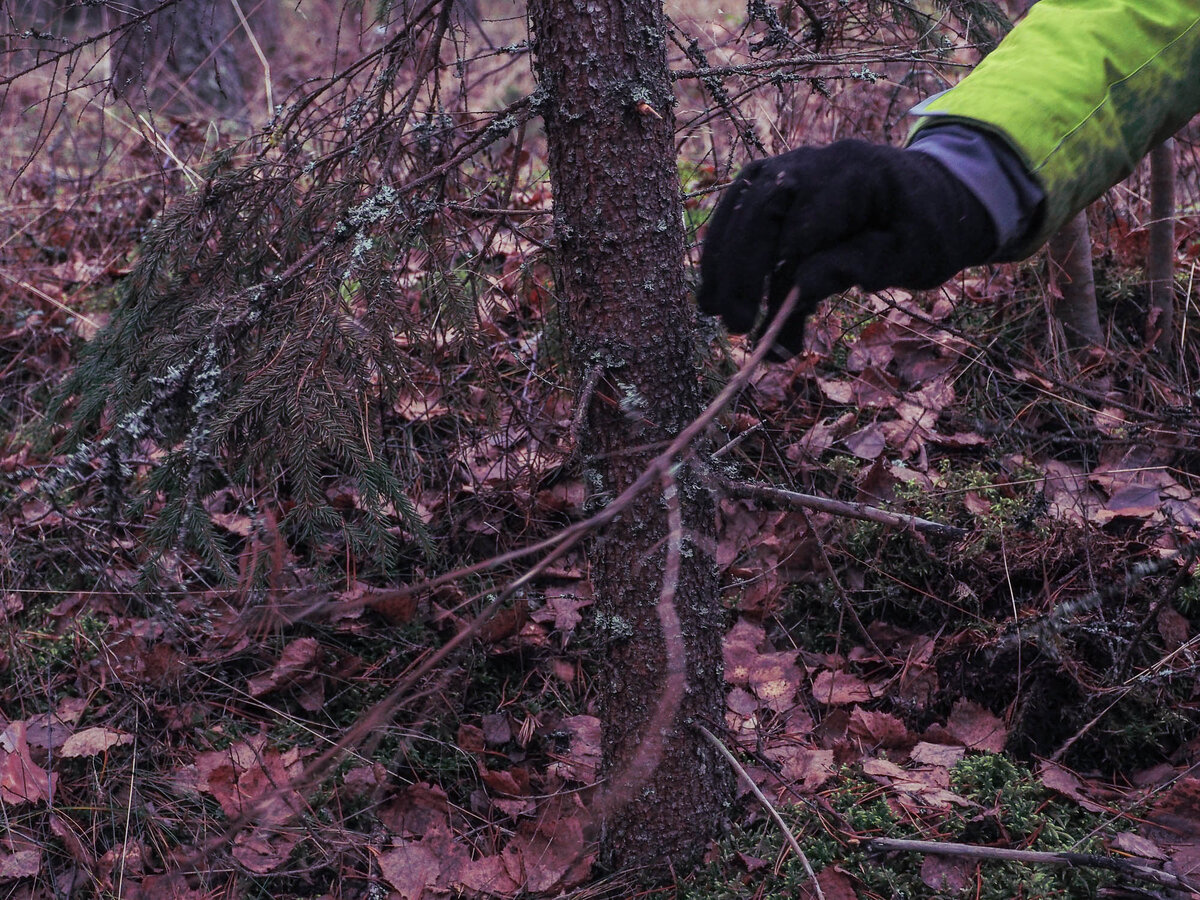 Собирать можно только нижние ветки