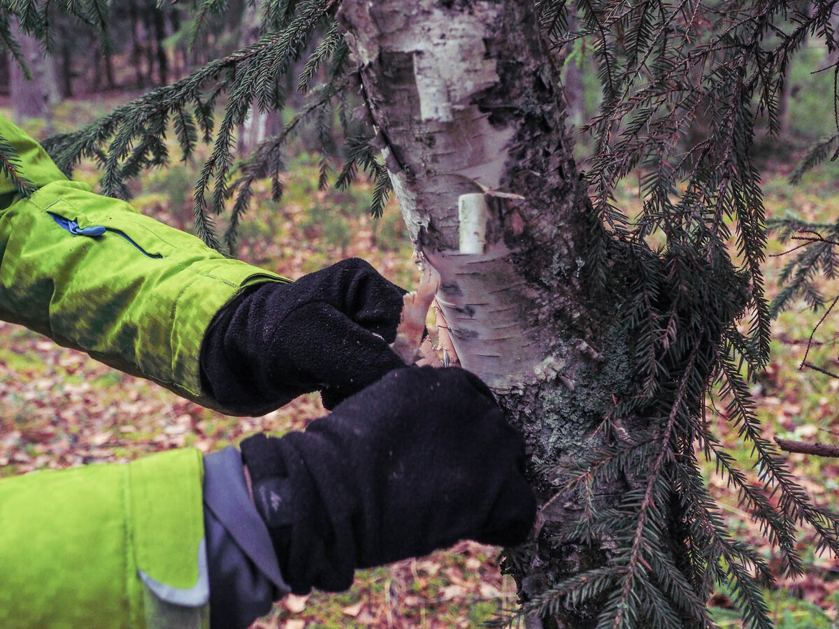 С живого дерева - берем только верхнюю шелуху