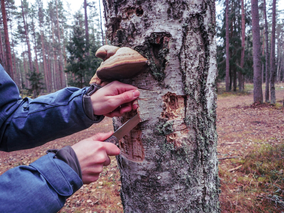 Бересту снимаем с мертвого дерева