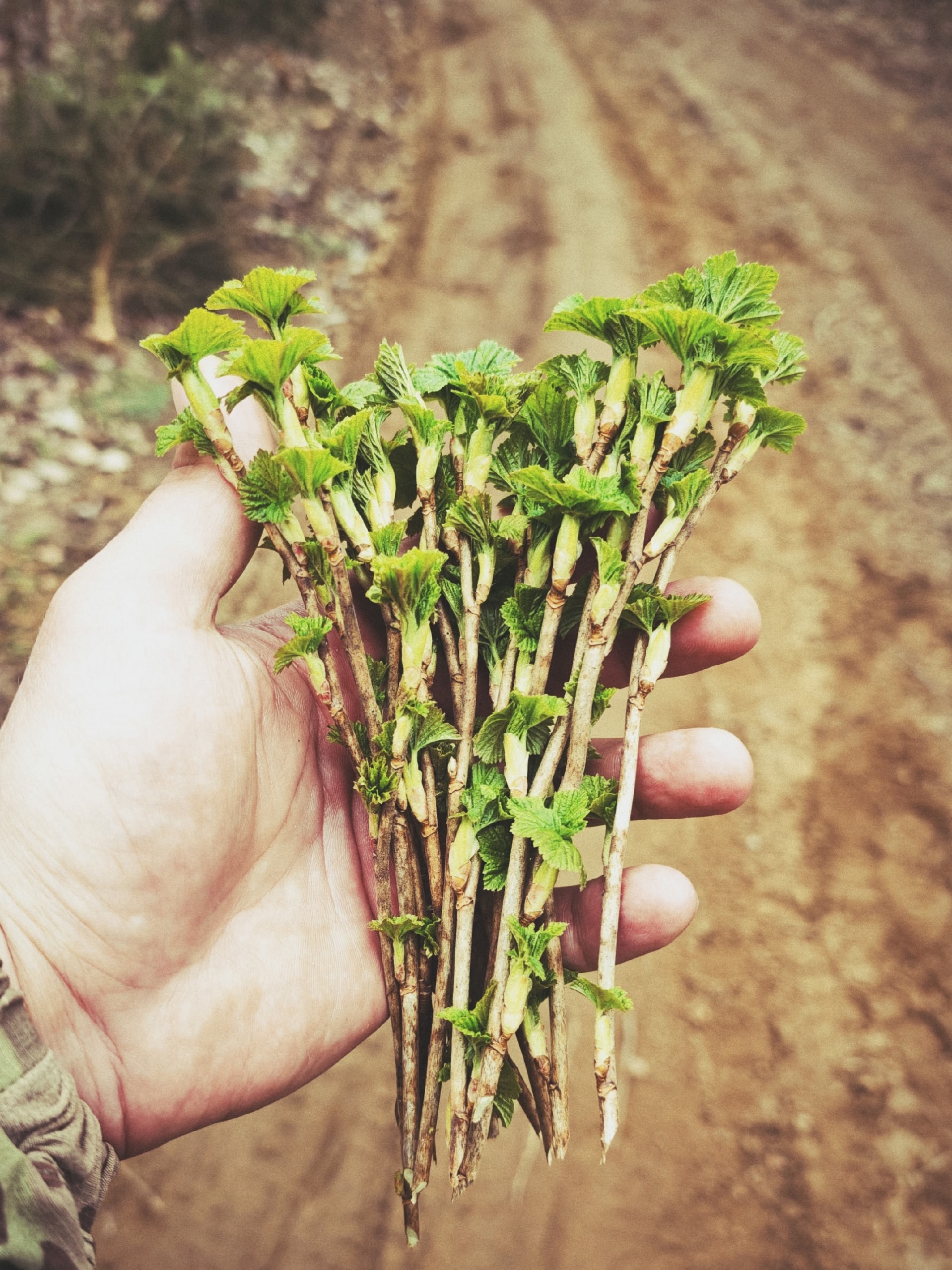 Весенний чай с черной смородой