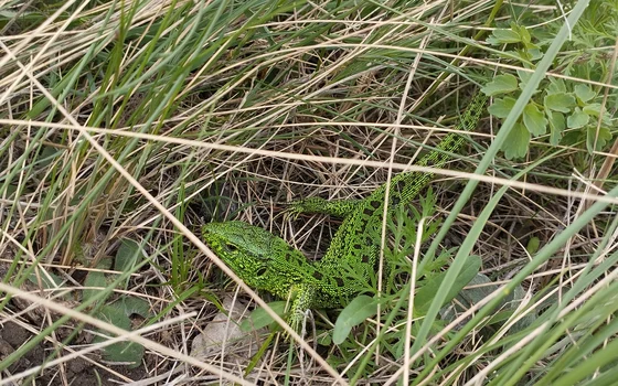 Степной волк. Семь вершин степного Урала