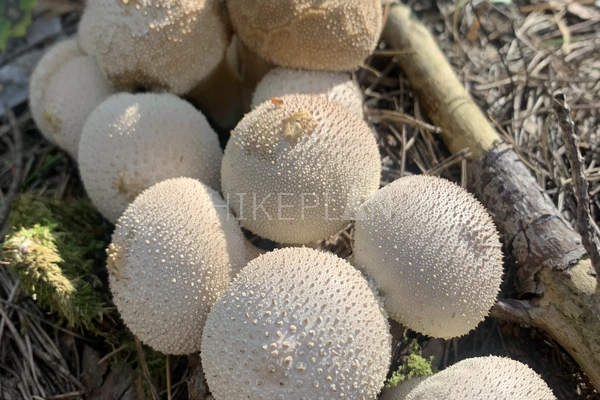 Фото похода