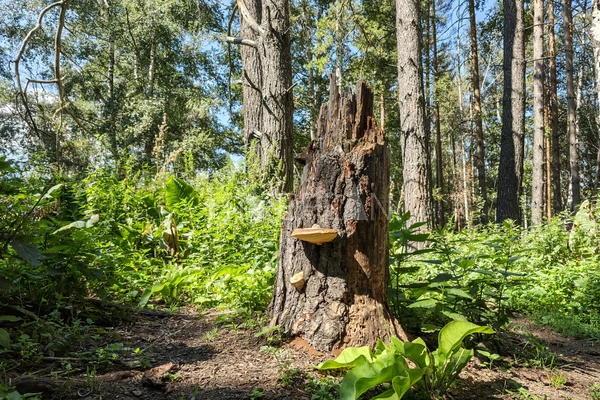Фото маршрута