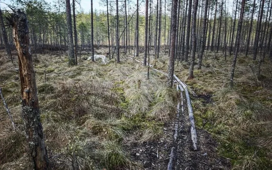 Круговой по бору