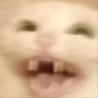 Организатор — Евгений